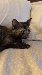 Lost Female Cat last seen Duraleigh between glenwood and delta lake Dr , Raleigh, NC 27612