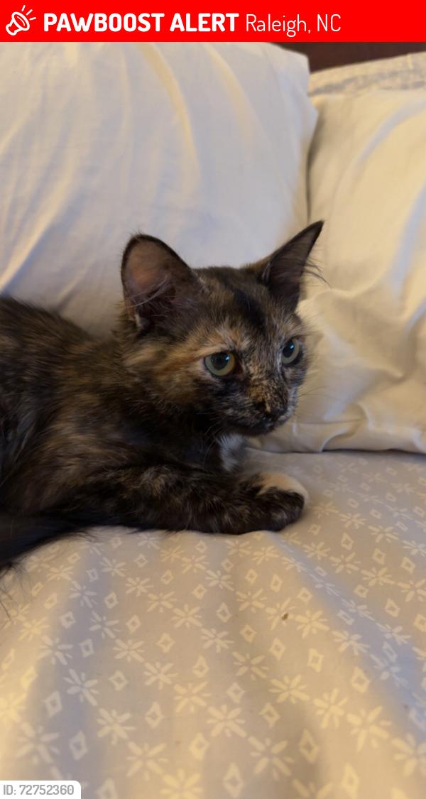 Lost Female Cat last seen Duraleigh between glenwood and delta lake Dr , Raleigh, NC 27612