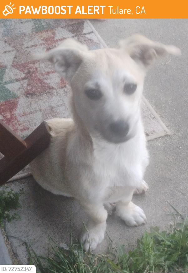 Found/Stray Male Dog last seen Q St cross street is Cedar in Tulare, Tulare, CA 93274