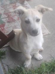 Found/Stray Male Dog last seen Q St cross street is Cedar in Tulare, Tulare, CA 93274