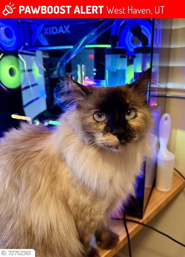 Lost Female Cat last seen Near S 3700 W, West Haven, UT 84401