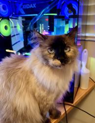 Lost Female Cat last seen Near S 3700 W, West Haven, UT 84401