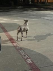 Found/Stray Female Dog last seen Mall, Lubbock, TX 79414