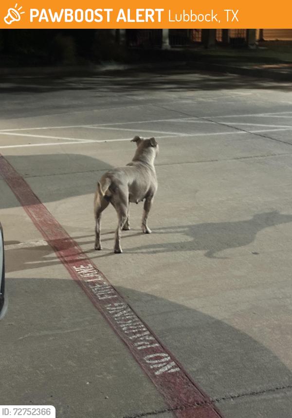 Found/Stray Female Dog last seen Mall, Lubbock, TX 79414