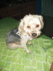 Lost Male Dog last seen Halls ferry Rd, St. Louis, MO 63136