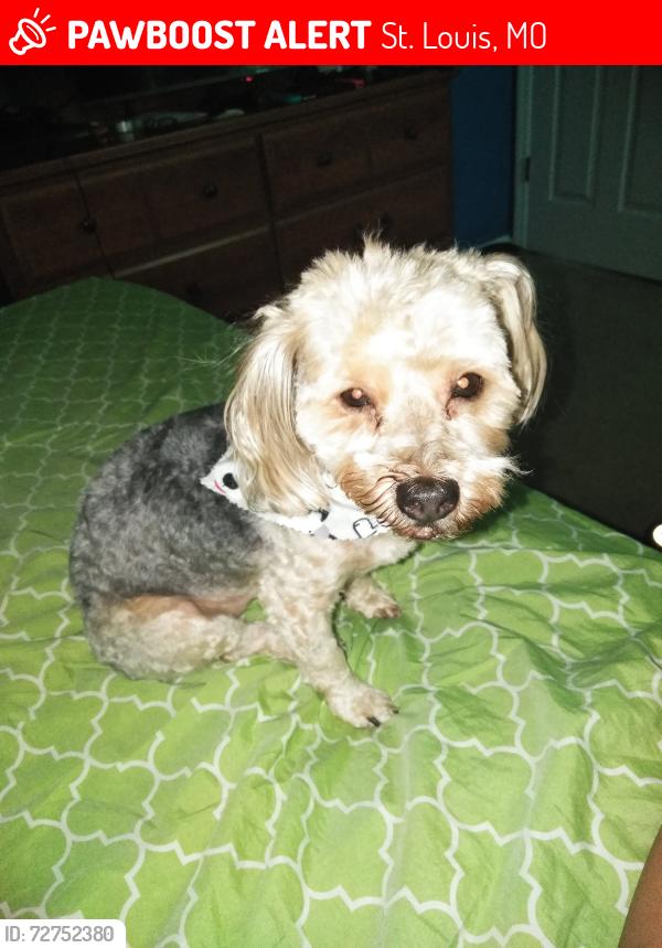 Lost Male Dog last seen Halls ferry Rd, St. Louis, MO 63136