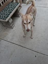 Lost Male Dog last seen Meats,/Shaffer in orange, Orange, CA 92865