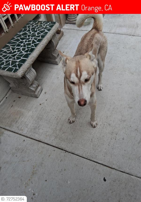 Lost Male Dog last seen Meats,/Shaffer in orange, Orange, CA 92865
