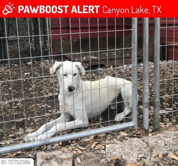 Lost Male Dog last seen Tom creek hills , Canyon Lake, TX 78133