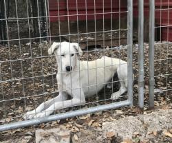 Lost Male Dog last seen Tom creek hills , Canyon Lake, TX 78133