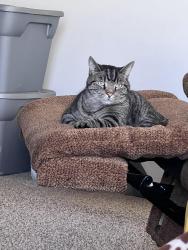 Lost Male Cat last seen NE 10th/Reno, Dobbs, Harrah, OK 73045