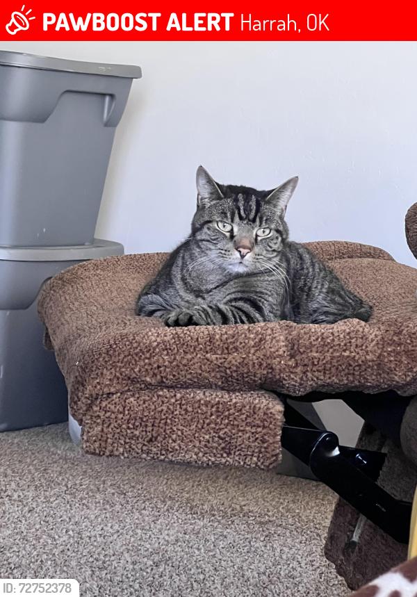 Lost Male Cat last seen NE 10th/Reno, Dobbs, Harrah, OK 73045