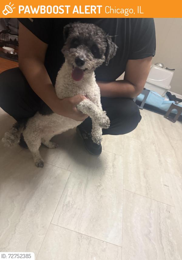 Found/Stray Female Dog last seen Austin Ave and Wellington Ave, Chicago, IL 60634
