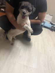 Found/Stray Female Dog last seen Austin Ave and Wellington Ave, Chicago, IL 60634