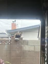 Found/Stray Female Cat last seen Ball/S. Agate st, Anaheim, CA 92804