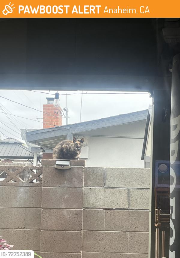 Found/Stray Female Cat last seen Ball/S. Agate st, Anaheim, CA 92804
