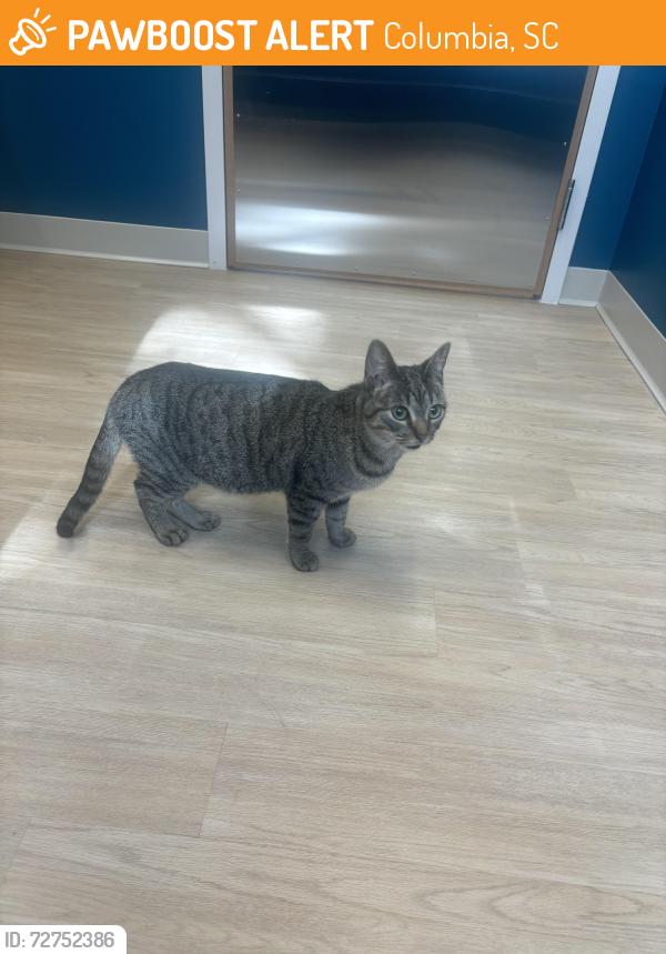 Found/Stray Female Cat last seen Tombo Grille, Columbia, SC 29204