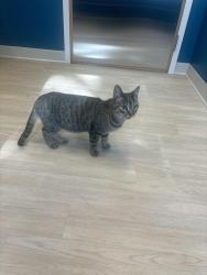Found/Stray Female Cat last seen Tombo Grille, Columbia, SC 29204