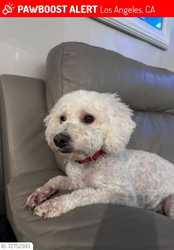 Lost Male Dog last seen Vena Ave & Terra Bella St /Laurel Canyon Blvd., Los Angeles, CA 91352