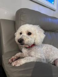 Lost Male Dog last seen Vena Ave & Terra Bella St /Laurel Canyon Blvd., Los Angeles, CA 91352