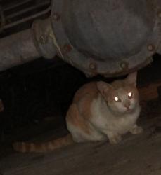 Found/Stray Male Cat last seen Q St and Banning Blvd, near Banning High School, Los Angeles, CA 90744