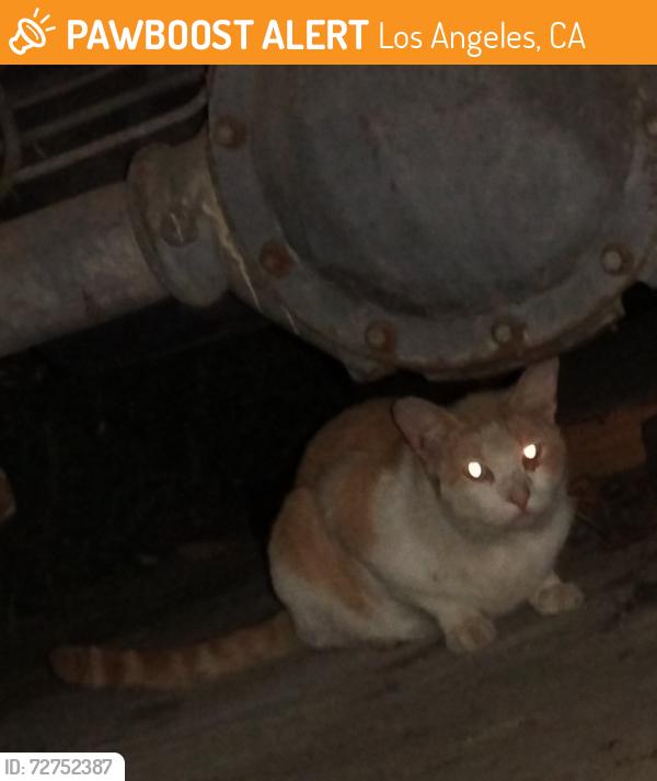 Found/Stray Male Cat last seen Q St and Banning Blvd, near Banning High School, Los Angeles, CA 90744