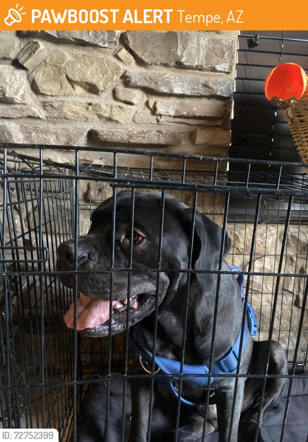 Found/Stray Male Dog last seen Broadway and Roosevelt , Tempe, AZ 85282