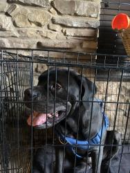 Found/Stray Male Dog last seen Broadway and Roosevelt , Tempe, AZ 85282