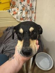 Found/Stray Male Dog last seen Near Covered Bridge Rd Brookwood, AL  35444 United States, Brookwood, AL 35444