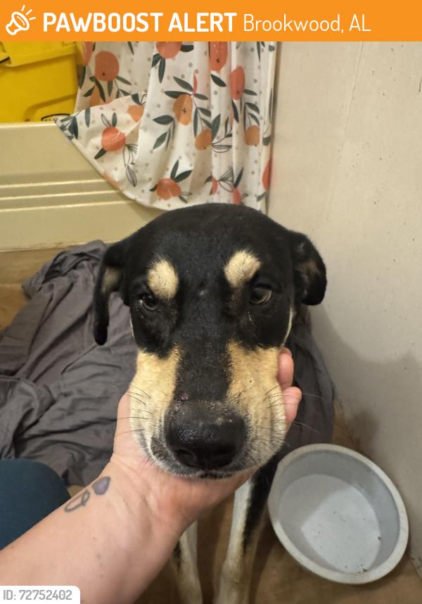 Found/Stray Male Dog last seen Near Covered Bridge Rd Brookwood, AL  35444 United States, Brookwood, AL 35444