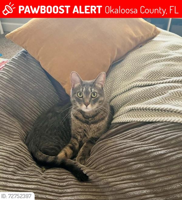 Lost Male Cat last seen Airport rd, poverty creek, randy rd, Okaloosa County, FL 32539