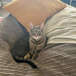 Lost Male Cat last seen Airport rd, poverty creek, randy rd, Okaloosa County, FL 32539