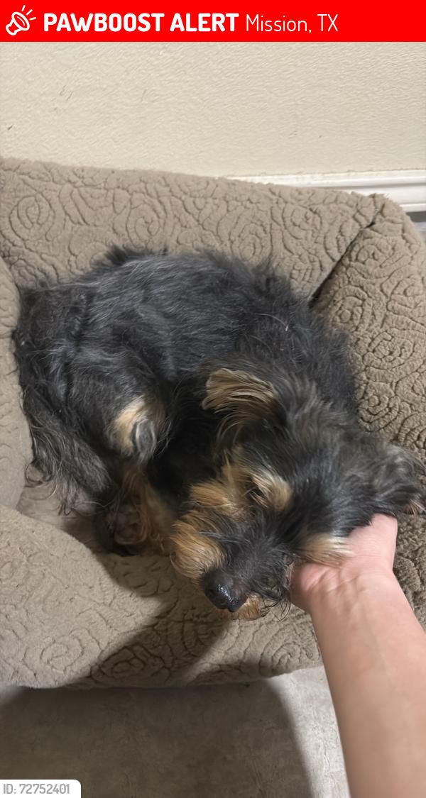 Lost Male Dog last seen Paseo Lindo, Mission, TX 78572
