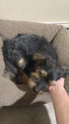 Lost Male Dog last seen Paseo Lindo, Mission, TX 78572