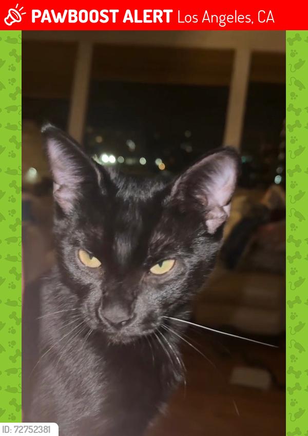Lost Male Cat last seen El Sereno , Los Angeles, CA 90032