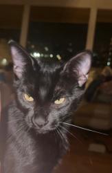 Lost Male Cat last seen El Sereno , Los Angeles, CA 90032