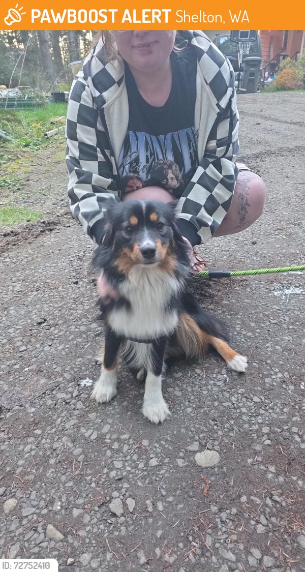 Found/Stray Unknown Dog last seen Chevron , Shelton, WA 98584