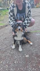 Found/Stray Unknown Dog last seen Chevron , Shelton, WA 98584