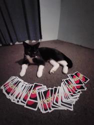 Lost Male Cat last seen Nakara Tce, Nakara, NT 0810