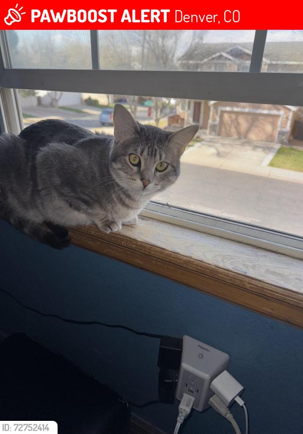 Lost Female Cat last seen Hampden and lowell, Denver, CO 80236