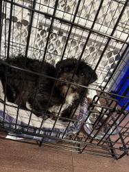 Found/Stray Male Dog last seen Axis kessler park apmts , Dallas, TX 75211
