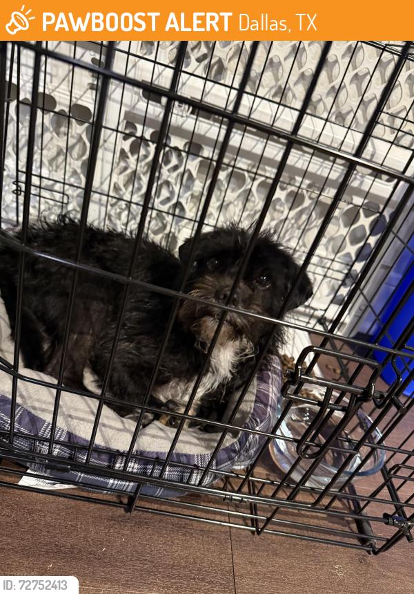 Found/Stray Male Dog last seen Axis kessler park apmts , Dallas, TX 75211