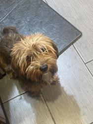 Lost Male Dog last seen Kemp Elementary , Commerce City, CO 80022