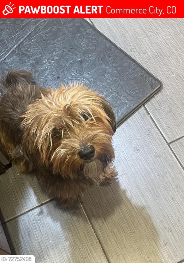 Lost Male Dog last seen Kemp Elementary , Commerce City, CO 80022