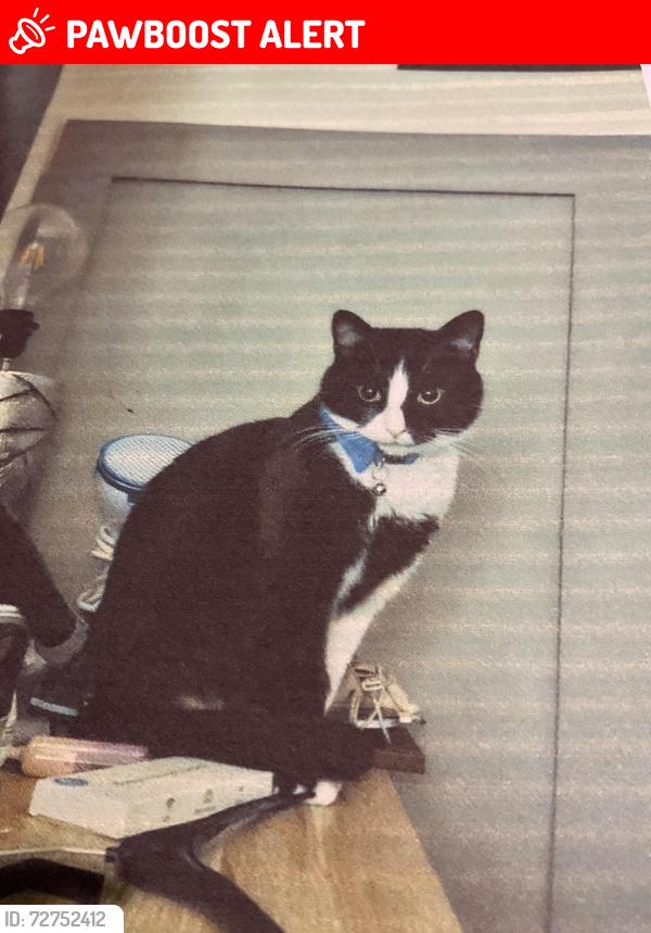 Lost Male Cat last seen Ne31 2ej, Tyne and Wear, England NE31 2EJ