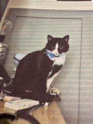 Lost Male Cat last seen Ne31 2ej, Tyne and Wear, England NE31 2EJ