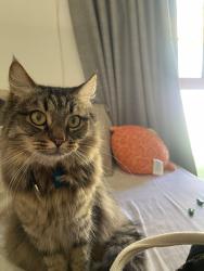 Lost Male Cat last seen Alexantrina place , Australind, WA 6233