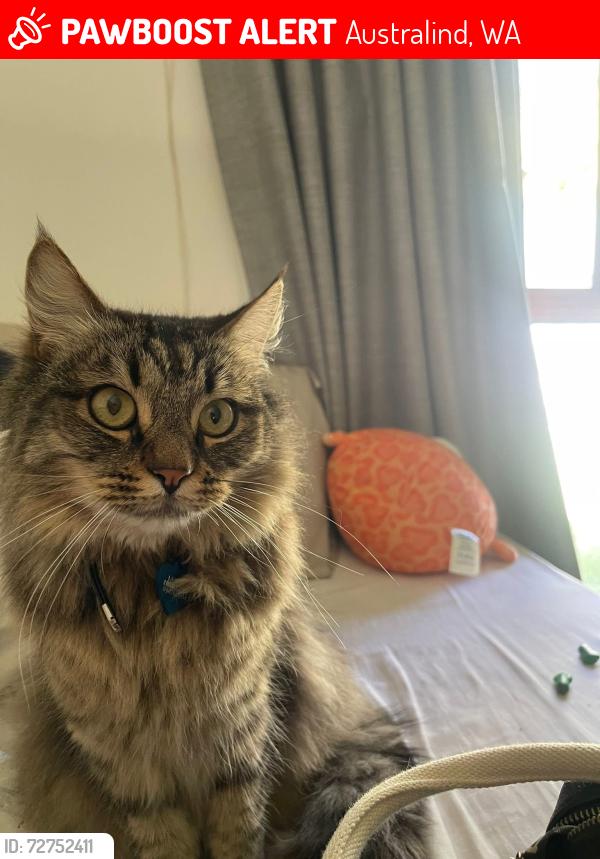 Lost Male Cat last seen Alexantrina place , Australind, WA 6233