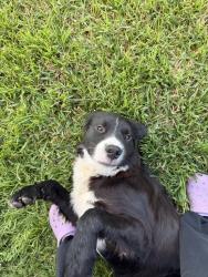 Lost Male Dog last seen Clara rd and tanner, Houston, TX 77040