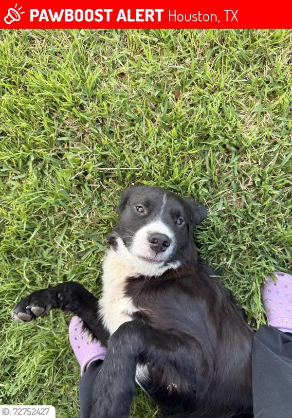 Lost Male Dog last seen Clara rd and tanner, Houston, TX 77040